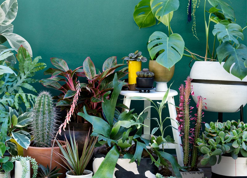 Planten in huis - op een schoteltje - goed voor je houten vloer en jezelf